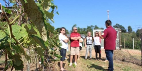 Tour do vinho em Jundiaí - Vinícola Castanho