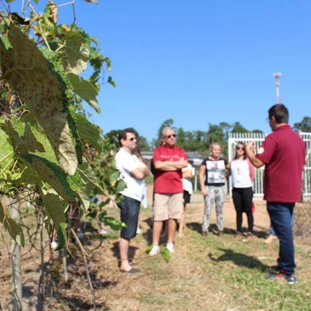Tour do vinho em Jundiaí - Vinícola Castanho