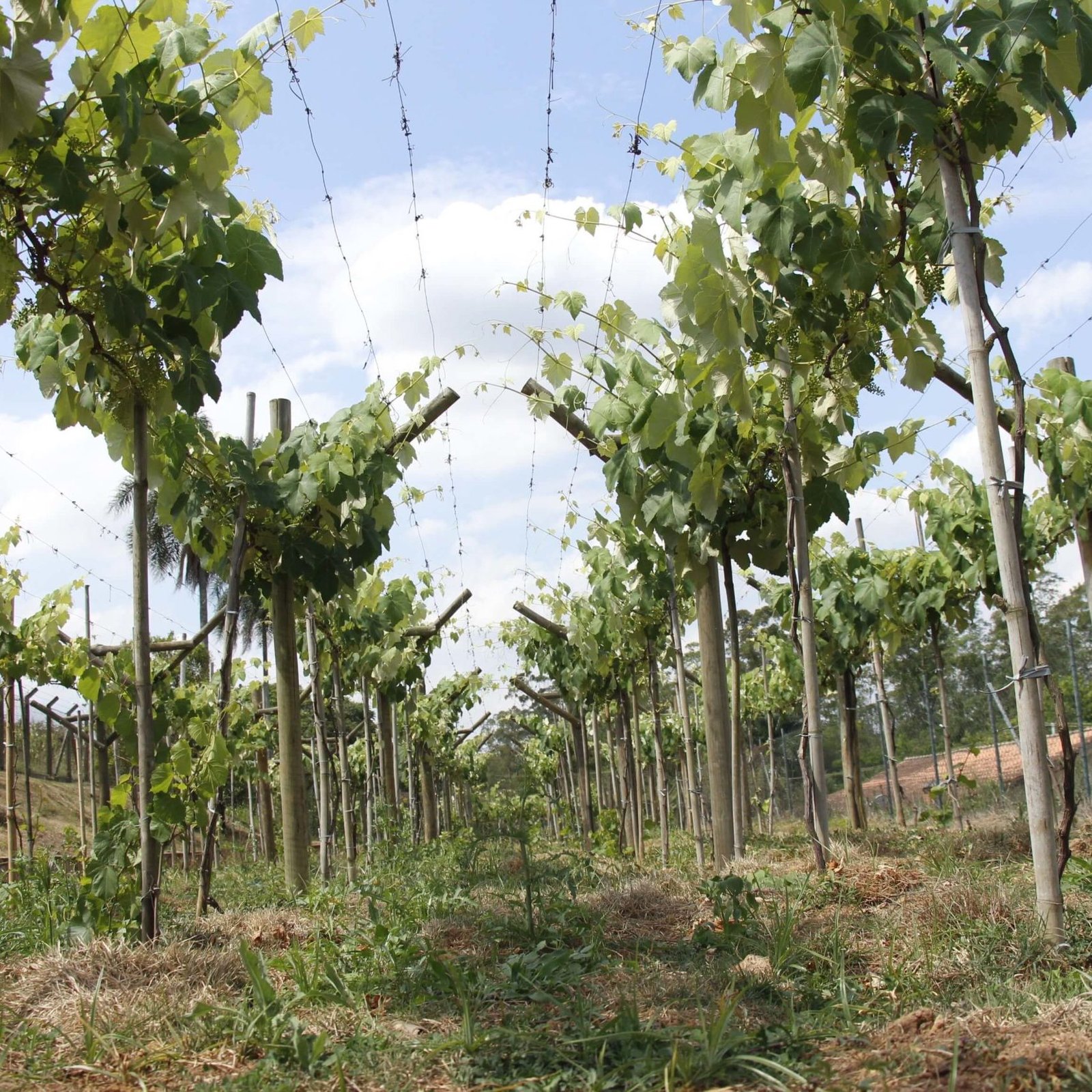 Tour do vinho em Jundiaí - Vinícola Castanho