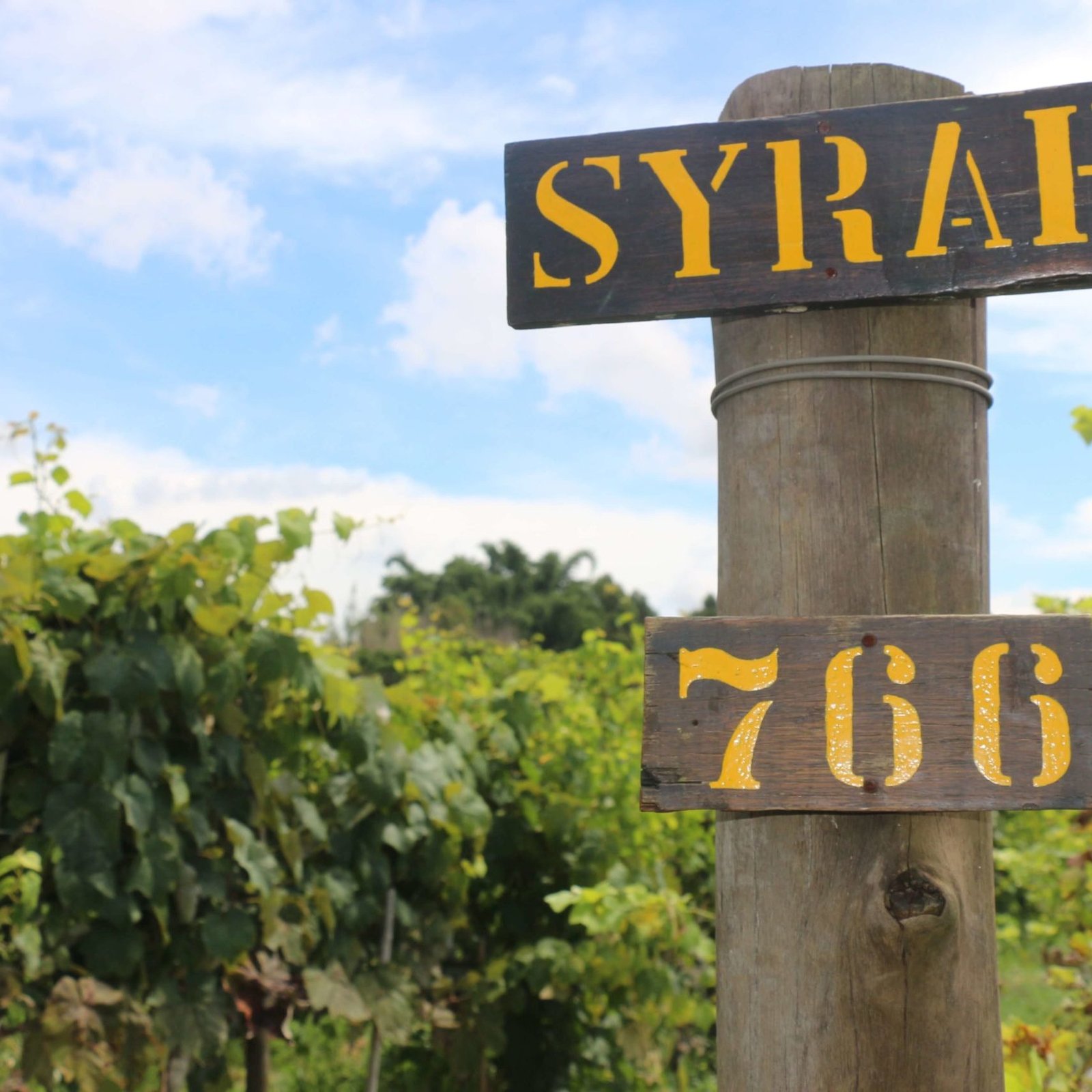 Tour do vinho em Jundiaí- Vinícola Castanho
