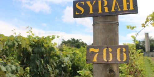 Tour do vinho em Jundiaí- Vinícola Castanho